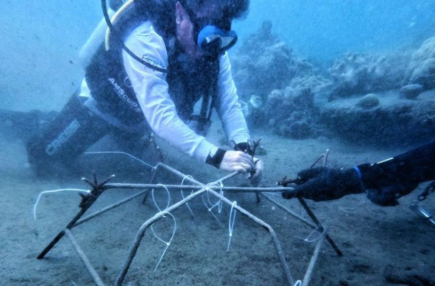 Jalur Penting Distribusi Energi, PIS Tanam 525 Terumbu Karang di Pantai Letan Desa Morella