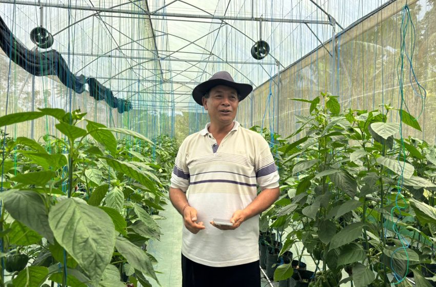  Dukungan Permodalan dari BRI Dorong Pertanian Paprika Organik, Petani Lokal Mampu Tembus Pasar Premium