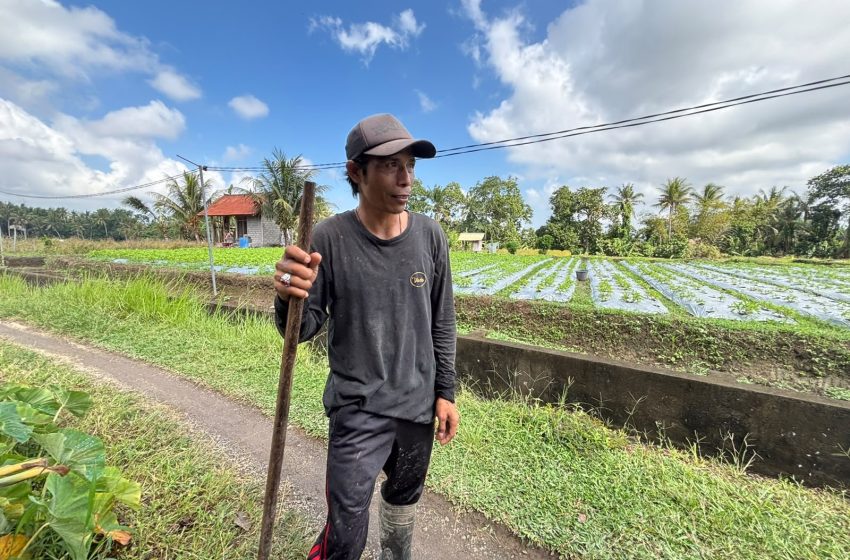  KUR BRI Jadi Penopang Modal, Petani Bunga Pacah Terus Jaga Pasokan Sarana Upacara di Tengah Fluktuasi Harga dan Tantangan Cuaca