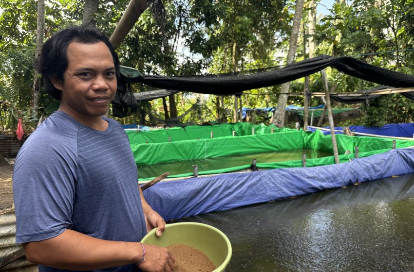  KUR BRI Dukung Pengembangan UMKM Produktif, Pembibitan Lele di Bali Tingkatkan Kapasitas Produksi